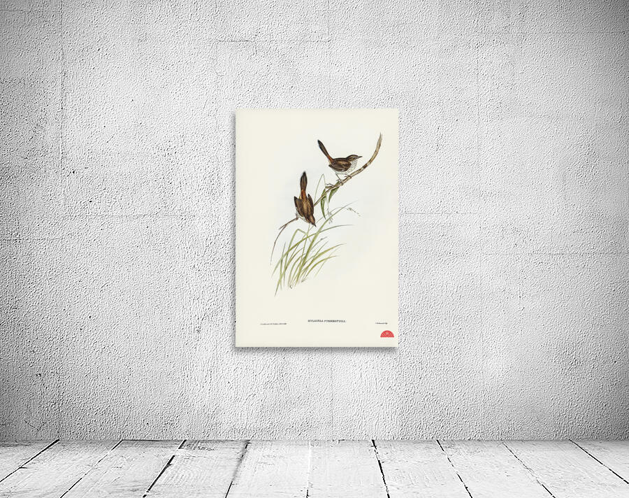 Red-rumped Wren ylacola pyrrhopygia illustrated by Elizabeth Gould 1804–1841 for John Gould’s 1804-1881 Birds of Australia  Wall Preview