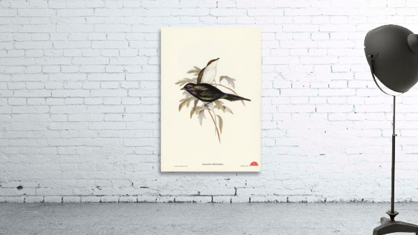 Shining starling Aplonis metallica illustrated by Elizabeth Gould 1804–1841 for John Gould’s 1804-1881 Birds of Australia  Wall Preview