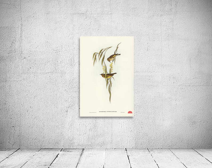 Red-throated Honey-eater Entomophila rufogularis illustrated by Elizabeth Gould 1804–1841 for John Gould’s 1804-1881 Birds of Australia  Wall Preview