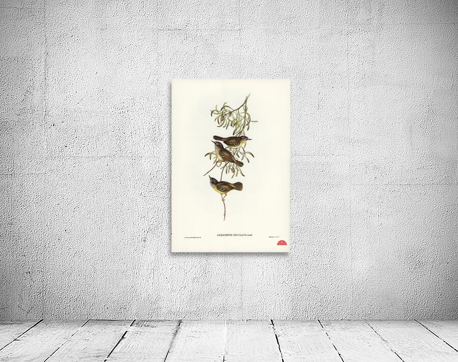 Allied Sericornis Ericornis osculans illustrated by Elizabeth Gould 1804–1841 for John Gould’s 1804-1881 Birds of Australia  Wall Preview