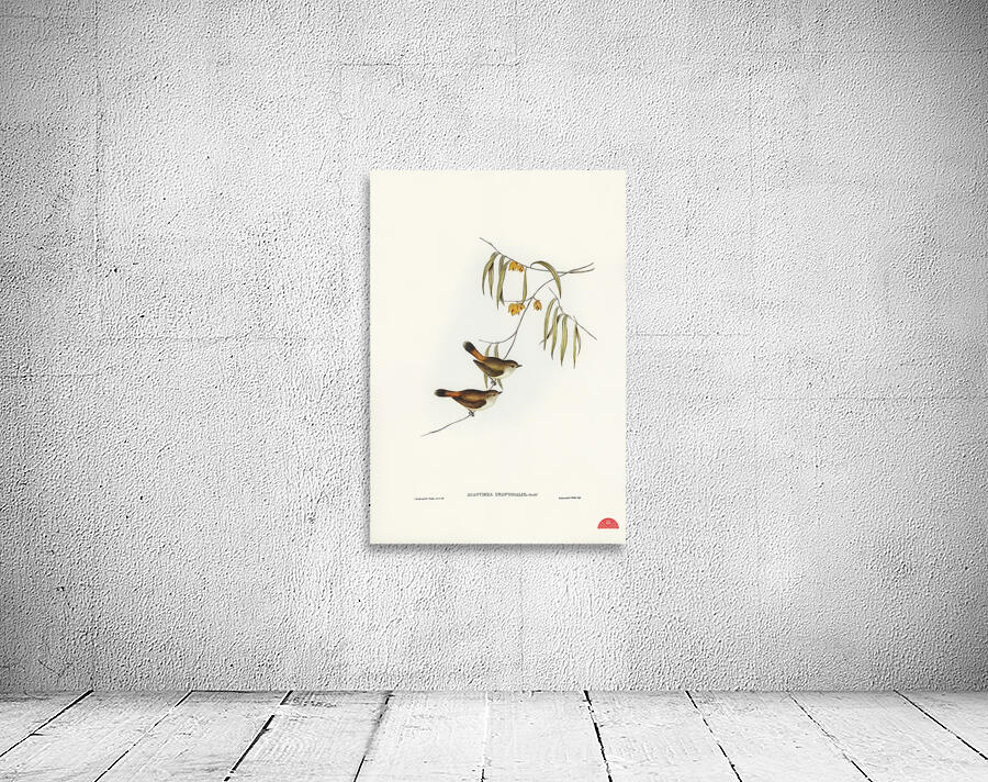 Chestnut-rumped Acanthiza Acanthiza uropygialis illustrated by Elizabeth Gould 1804–1841 for John Gould’s 1804-1881 Birds of Australia  Wall Preview