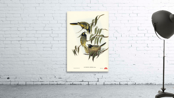 Warty-faced Honey-eater Zanthomyza Phrygia illustrated by Elizabeth Gould 1804–1841 for John Gould’s 1804-1881 Birds of Australia  Wall Preview