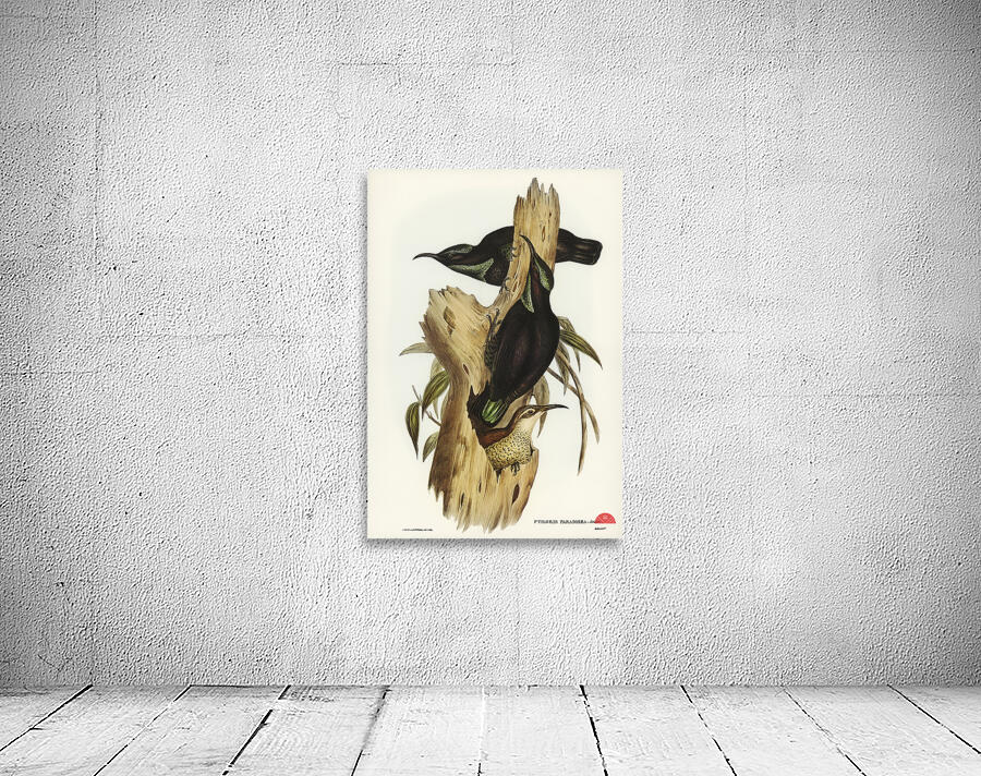 Rifle Bird Ptiloris paradiseus illustrated by Elizabeth Gould 1804–1841 for John Gould’s 1804-1881 Birds of Australia  Wall Preview