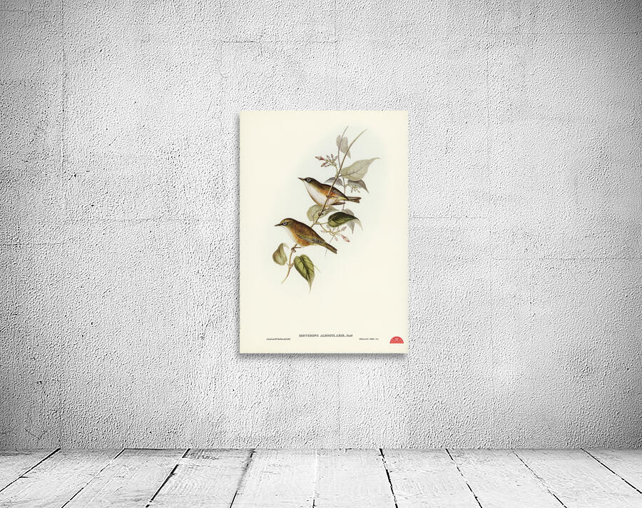 White-breasted Zosterops Zosterops albogularis illustrated by Elizabeth Gould 1804–1841 for John Gould’s 1804-1881 Birds of Australia  Wall Preview