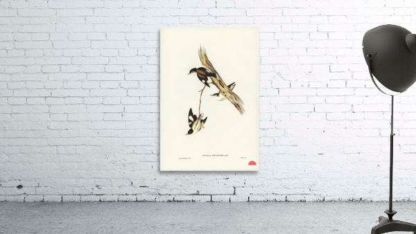 White-breasted Zosterops Zosterops albogularis illustrated by Elizabeth Gould 1804–1841 for John Gould’s 1804-1881 Birds of Australia  Wall Preview