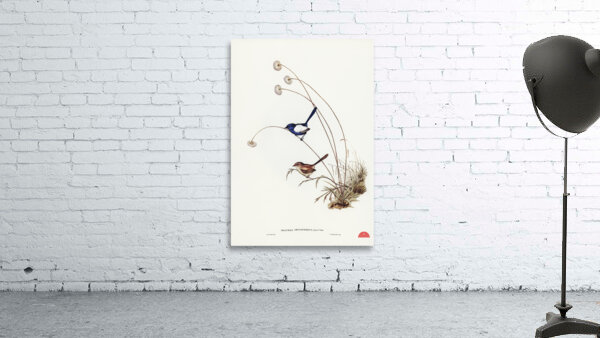 White-winged Wren Malurus leucopterus illustrated by Elizabeth Gould 1804–1841 for John Gould’s 1804-1881 Birds of Australia  Wall Preview