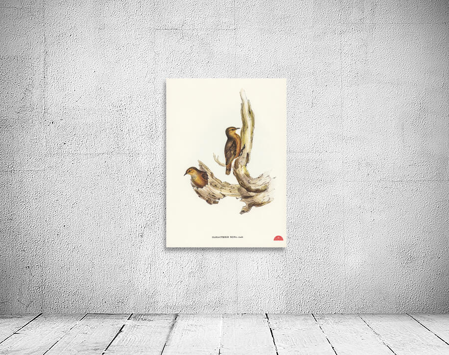 Rufous Tree-Creeper Climacteris rufa illustrated by Elizabeth Gould 1804–1841 for John Gould’s 1804-1881 Birds of Australia  Wall Preview