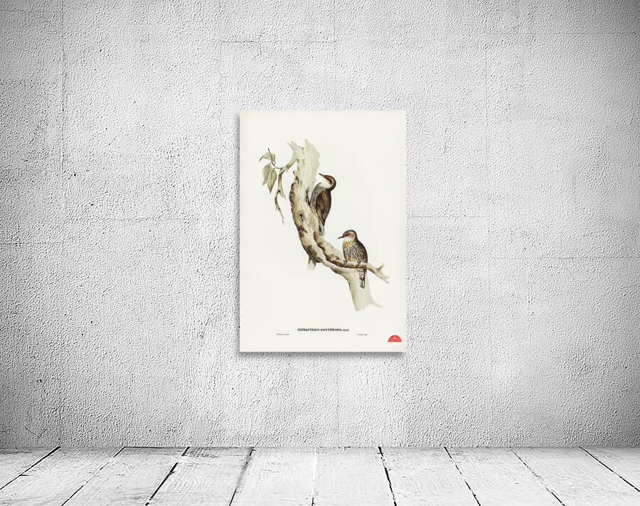 Red-eyebrowed Tree-Creeper Climacteris crythrops illustrated by Elizabeth Gould 1804–1841 for John Gould’s 1804-1881 Birds of Australia  Wall Preview