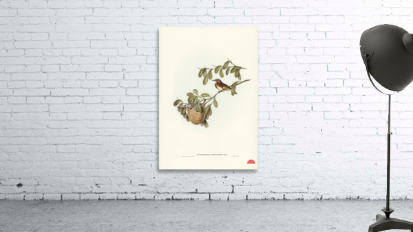 White-throated Honey-eater Entomophila albogularis illustrated by Elizabeth Gould 1804–1841 for John Gould’s 1804-1881 Birds of Australia  Wall Preview