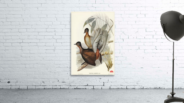 Albert Lyre-Bird Menura Alberti illustrated by Elizabeth Gould 1804–1841 for John Gould’s 1804-1881 Birds of Australia  Wall Preview