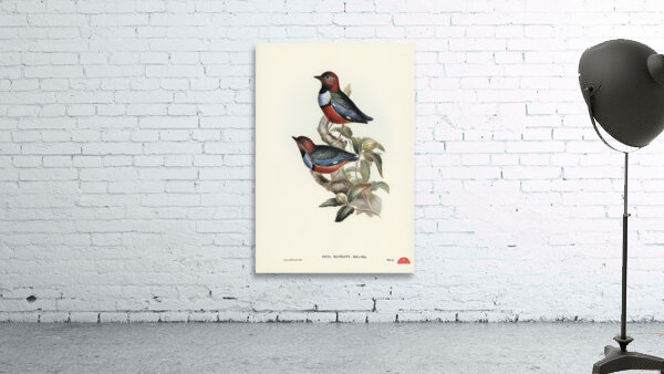 Macklot&39s Pitta Pitta Mackloti illustrated by Elizabeth Gould 1804–1841 for John Gould’s 1804-1881 Birds of Australia  Wall Preview