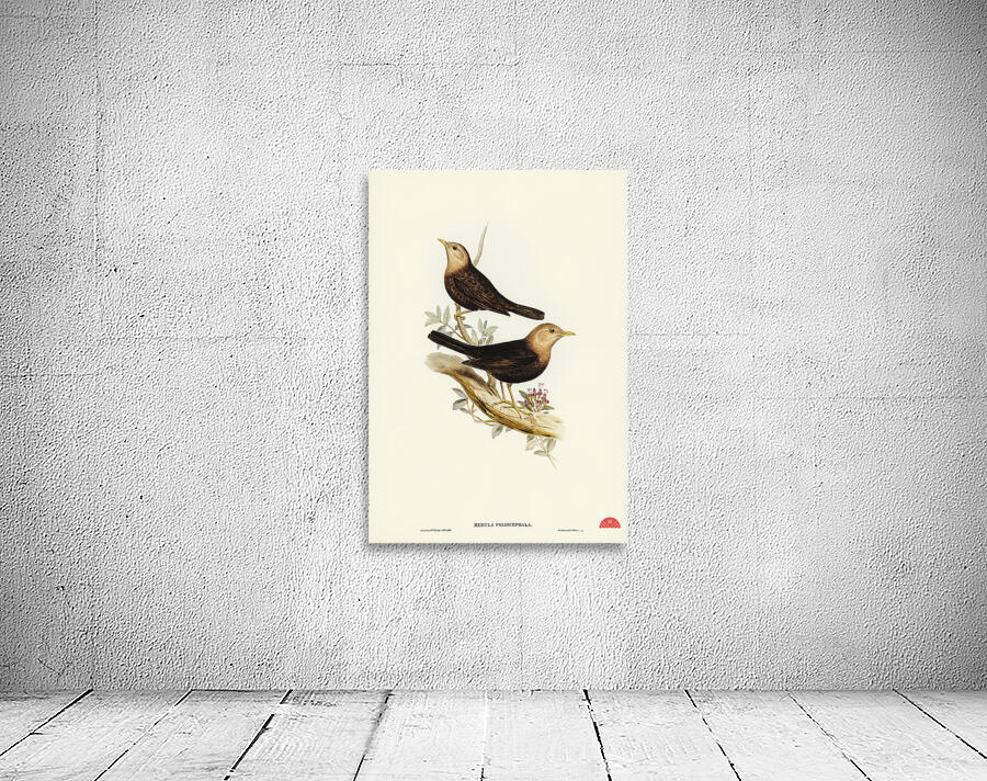 Grey-headed Blackbird Merula poliocephala illustrated by Elizabeth Gould 1804–1841 for John Gould’s 1804-1881 Birds of Australia  Wall Preview