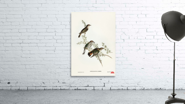 Shining Cuckoo Chrysococcyx lucidus illustrated by Elizabeth Gould 1804–1841 for John Gould’s 1804-1881 Birds of Australia  Wall Preview