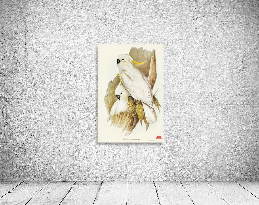 Crested Cockatoo Cacatua galerita illustrated by Elizabeth Gould 1804–1841 for John Gould’s 1804-1881 Birds of Australia  Wall Preview