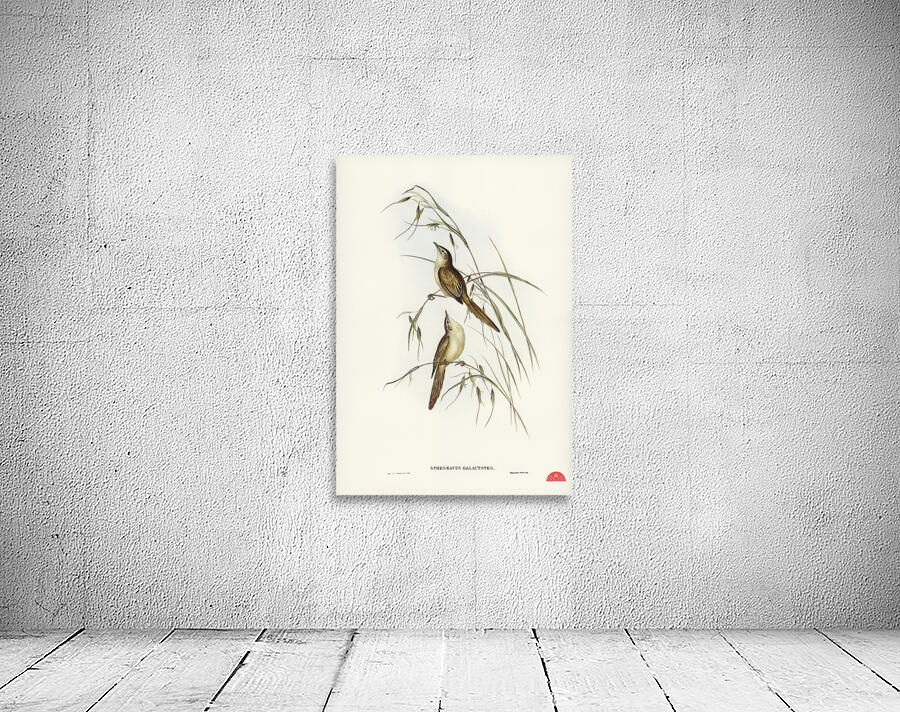 Crested Cockatoo Cacatua galerita illustrated by Elizabeth Gould 1804–1841 for John Gould’s 1804-1881 Birds of Australia  Wall Preview