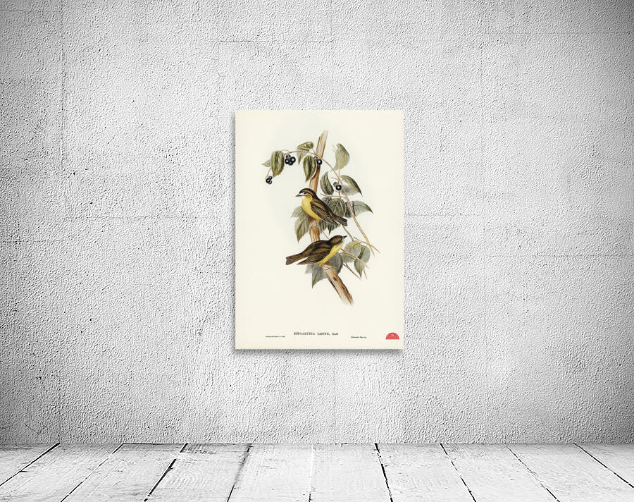 Large-headed Robin Eopsaltria capito illustrated by Elizabeth Gould 1804–1841 for John Gould’s 1804-1881 Birds of Australia  Wall Preview