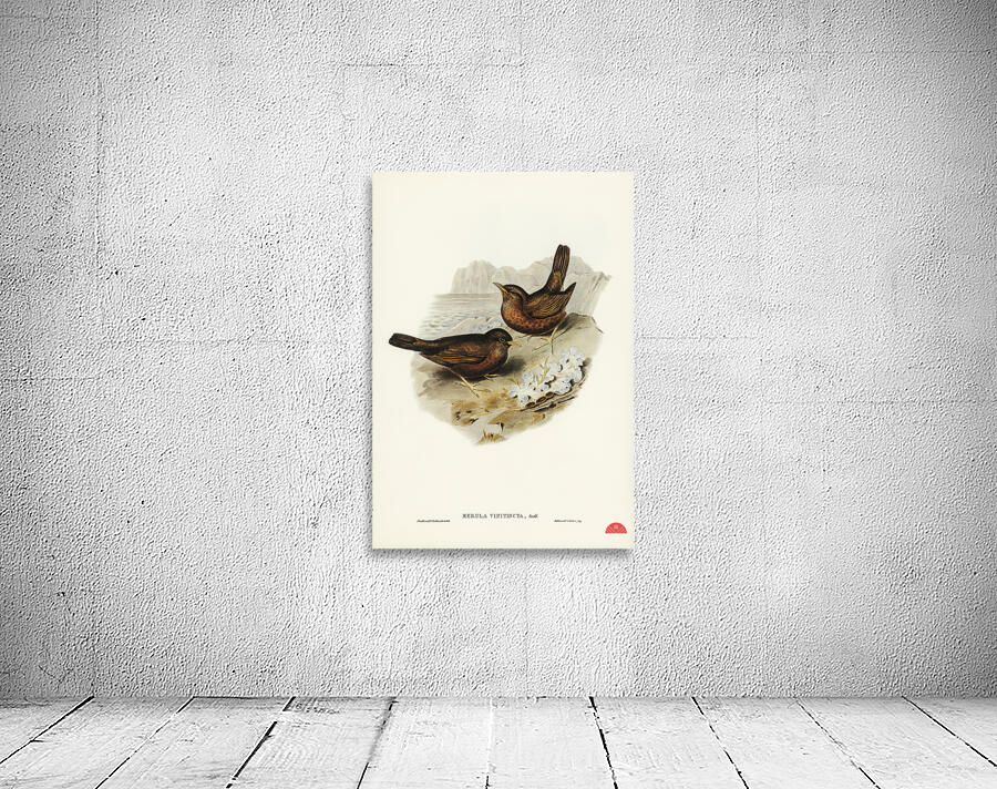 Vinous-tinted Blackbird Merula vinitincta illustrated by Elizabeth Gould 1804–1841 for John Gould’s 1804-1881 Birds of Australia  Wall Preview