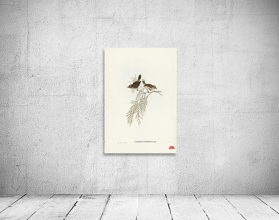 Red-rumped Acanthiza Acanthiza pyrrhopygia illustrated by Elizabeth Gould 1804–1841 for John Gould’s 1804-1881 Birds of Australia  Wall Preview