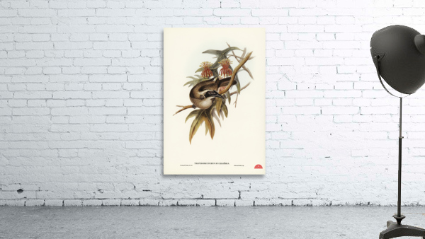 Helmeted Honey-eater Tropidorhynchus Buceroides illustrated by Elizabeth Gould 1804–1841 for John Gould’s 1804-1881 Birds of Australia  Wall Preview