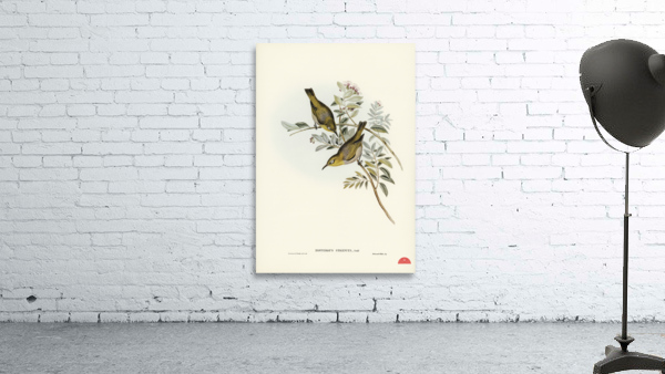 Robust Zosterops Zosterops strenuus illustrated by Elizabeth Gould 1804–1841 for John Gould’s 1804-1881 Birds of Australia  Wall Preview