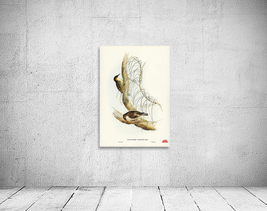 Robust Zosterops Zosterops strenuus illustrated by Elizabeth Gould 1804–1841 for John Gould’s 1804-1881 Birds of Australia  Wall Preview