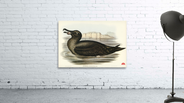 Sooty Albatros Diomedea fuliginosa illustrated by Elizabeth Gould 1804–1841 for John Gould’s 1804-1881 Birds of Australia  Wall Preview