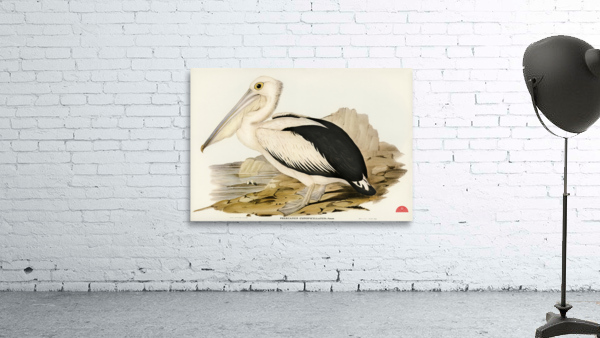 Australian Pelican Pelecanus conspicillatus illustrated by Elizabeth Gould 1804–1841 for John Gould’s 1804-1881 Birds of Australia  Wall Preview