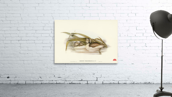 Hoary-headed Grebe Podiceps poliocephalus illustrated by Elizabeth Gould 1804–1841 for John Gould’s 1804-1881 Birds of Australia  Wall Preview