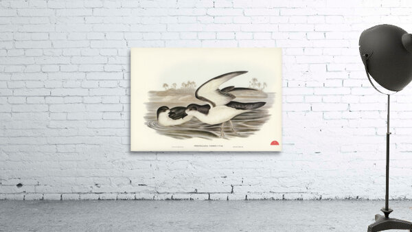 Cooks Petrel Procellaria Cookii illustrated by Elizabeth Gould 1804–1841 for John Gould’s 1804-1881 Birds of Australia  Wall Preview