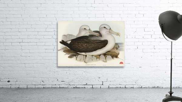 Cautious Albatros Diomedea cauta illustrated by Elizabeth Gould 1804–1841 for John Gould’s 1804-1881 Birds of Australia  Wall Preview