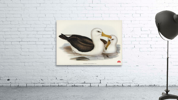 Black-eyebrowed Albatros Diomedea melanophrys illustrated by Elizabeth Gould 1804–1841 for John Gould’s 1804-1881 Birds of Australia  Wall Preview