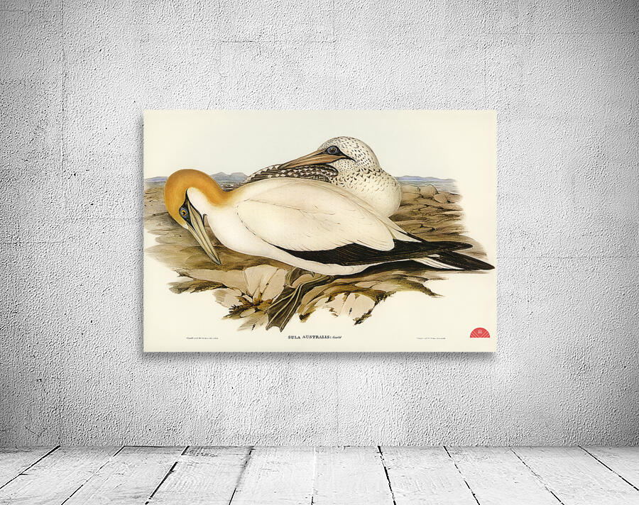 Australian Gannet Sula Australis illustrated by Elizabeth Gould 1804–1841 for John Gould’s 1804-1881 Birds of Australia  Wall Preview