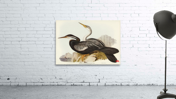 New Holland Darter Plotus Novae-Hollandiae illustrated by Elizabeth Gould 1804–1841 for John Gould’s 1804-1881 Birds of Australia  Wall Preview