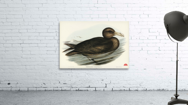 Giant Petrel Procellaria gigantea illustrated by Elizabeth Gould 1804–1841 for John Gould’s 1804-1881 Birds of Australia  Wall Preview