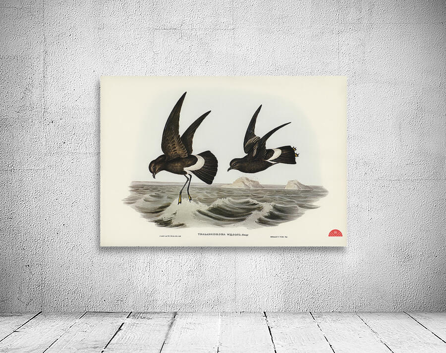 Wilsons Storm Petrel Thalassidroma Wilsonii illustrated by Elizabeth Gould 1804–1841 for John Gould’s 1804-1881 Birds of Australia  Wall Preview