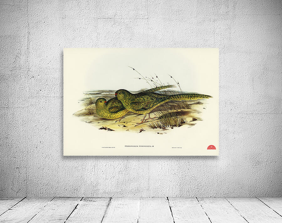 Ground Parakeet Pezoporus formosus illustrated by Elizabeth Gould 1804–1841 for John Gould’s 1804-1881 Birds of Australia  Wall Preview