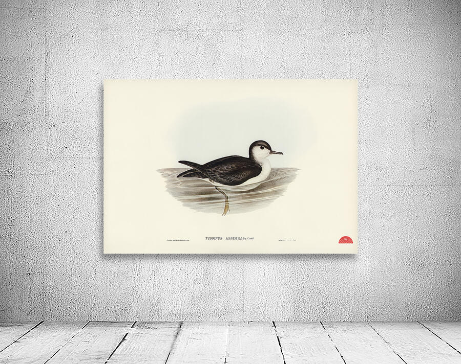 Allied Petrel Puffinus assimilis illustrated by Elizabeth Gould 1804–1841 for John Gould’s 1804-1881 Birds of Australia  Wall Preview