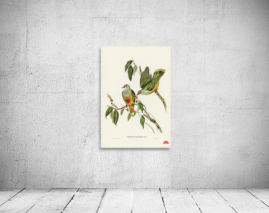 Swainsons Fruit Pigeon Ptilinopus Swainsonii illustrated by Elizabeth Gould 1804–1841 for John Gould’s 1804-1881 Birds of Australia  Wall Preview