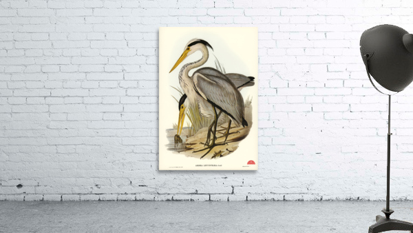 Great Grey Heron Ardea leucophaea illustrated by Elizabeth Gould 1804–1841 for John Gould’s 1804-1881 Birds of Australia  Wall Preview