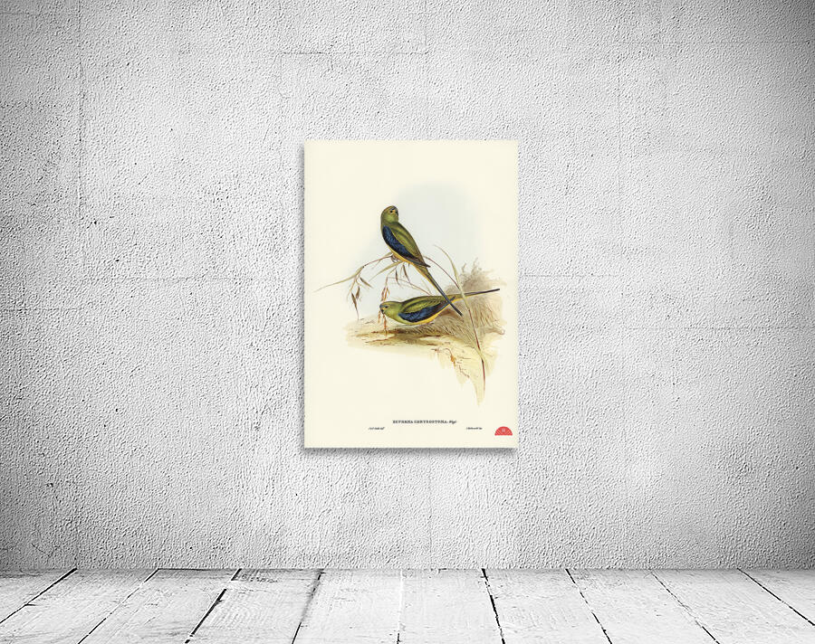 Ewings Fruit Pigeon Ptilinopus Ewingii illustrated by Elizabeth Gould 1804–1841 for John Gould’s 1804-1881 Birds of Australia  Wall Preview