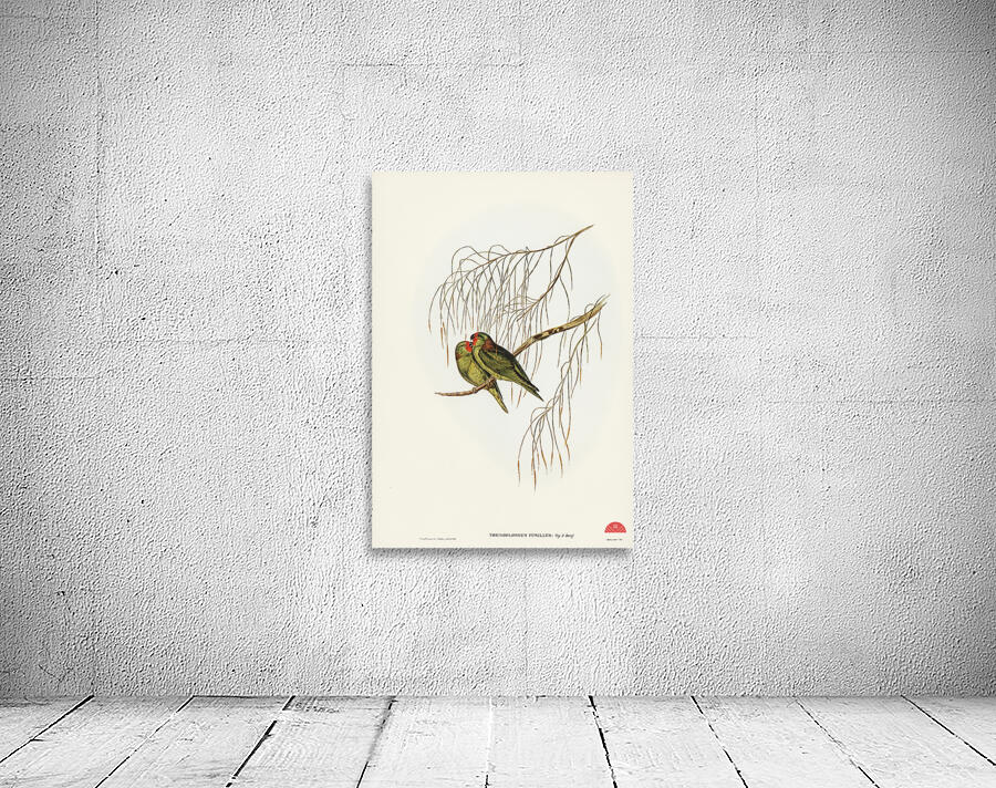 Little Lorikeet Trichoglossus pusillus illustrated by Elizabeth Gould 1804–1841 for John Gould’s 1804-1881 Birds of Australia  Wall Preview