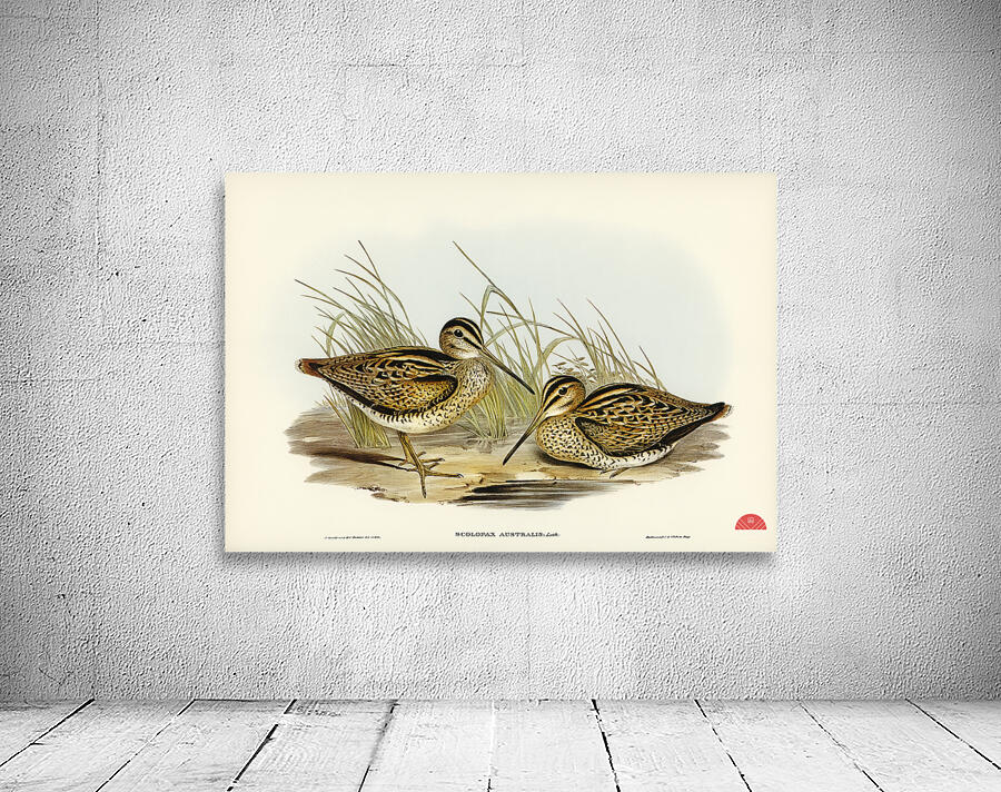 New Holland Snipe Scolopax Australis illustrated by Elizabeth Gould 1804–1841 for John Gould’s 1804-1881 Birds of Australia  Wall Preview