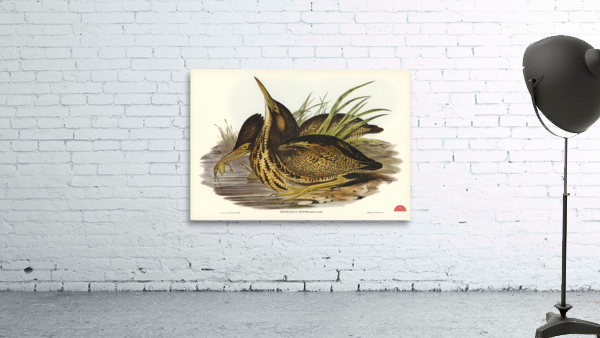 Australian Bittern Botaurus Australis illustrated by Elizabeth Gould 1804–1841 for John Gould’s 1804-1881 Birds of Australia  Wall Preview
