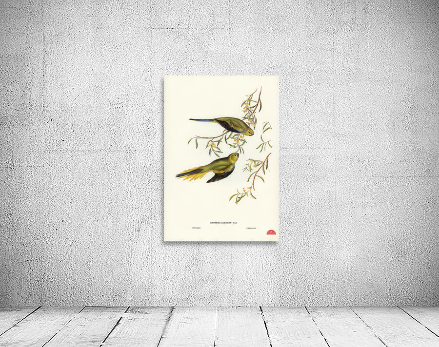 Elegant Grass-Parakeet Euphema elegans illustrated by Elizabeth Gould 1804–1841 for John Gould’s 1804-1881 Birds of Australia  Wall Preview