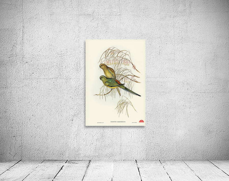 Red-backed Parakeet Psephotus haematonotus illustrated by Elizabeth Gould 1804–1841 for John Gould’s 1804-1881 Birds of Australia  Wall Preview