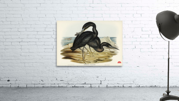 Blue Reef Heron Herodias jugularis illustrated by Elizabeth Gould 1804–1841 for John Gould’s 1804-1881 Birds of Australia  Wall Preview