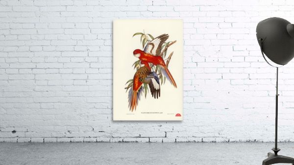 Fiery Parakeet Platycercus ignitus illustrated by Elizabeth Gould 1804–1841 for John Gould’s 1804-1881 Birds of Australia  Wall Preview