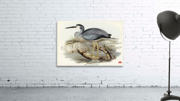 White-fronted Heron Ardea Novae-Hollandiae illustrated by Elizabeth Gould 1804–1841 for John Gould’s 1804-1881 Birds of Australia  Wall Preview