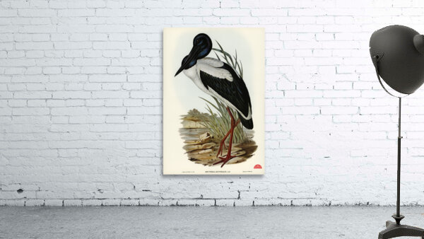 Australian Mycteria Mycteria Australis illustrated by Elizabeth Gould 1804–1841 for John Gould’s 1804-1881 Birds of Australia  Wall Preview