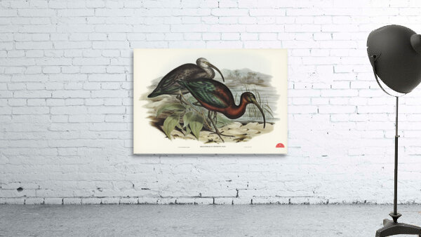 Glossy Ibis Falcinellus igneus illustrated by Elizabeth Gould 1804–1841 for John Gould’s 1804-1881 Birds of Australia  Wall Preview